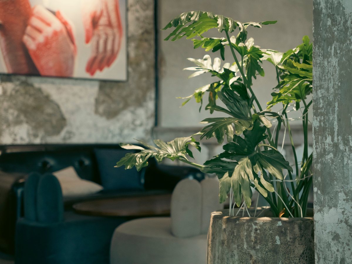 The sitting room, where the plants get the good light
